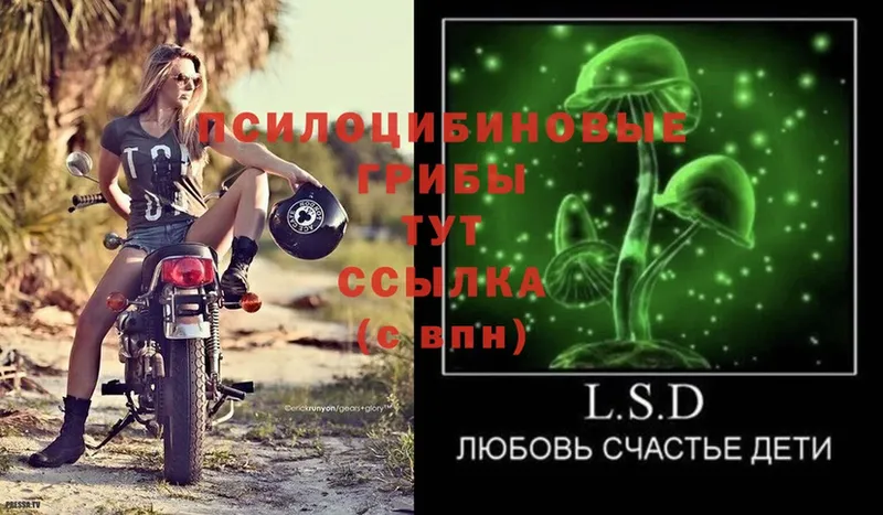 Псилоцибиновые грибы Psilocybe  Сатка 